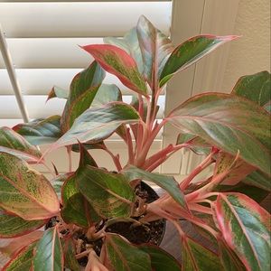 Pink red & green plant